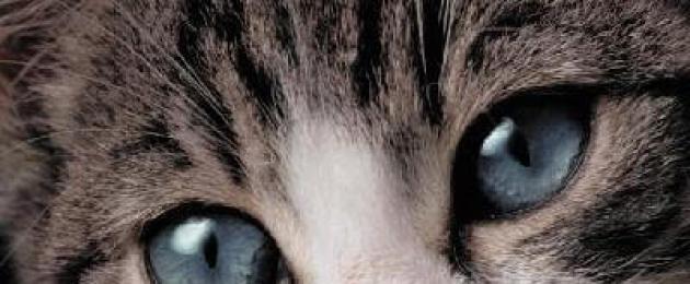 Mačka má veľmi vodnaté oči. Mačka má vodnaté oči