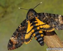 Метелик, който трябва да извика гъсеницата на ястребовия молец е мъртва
