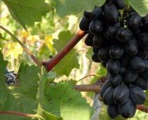 النبيذ محلي الصنع مع العنب - وصفات بسيطة