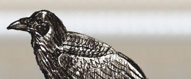 Ворона простим олівцем.  Як намалювати ворону, поетапне малювання олівцем.  Коло, овал і пара прямих