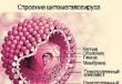 Symptoms of cytomegalovirus in men and women