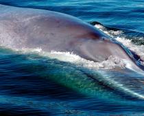 Balena albastră (balena neagră) este cea mai mare creatură de pe pământ