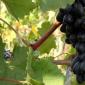 Домашно вино с грозде - прости рецепти