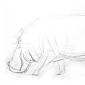 Jak narysować etapy ołówków hipopotamów