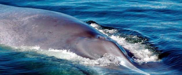 Място, където живеят китове.  Синият кит (черен кит) е най-голямото същество на земята.  За значението на крила в диетата на морските гиганти
