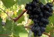 النبيذ محلية الصنع مع العنب - وصفات بسيطة