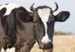 La vaca no llega al claro: ¿para qué molestarse?
