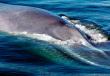 Balena albastră (balena albastră) este cea mai mare creatură de pe pământ