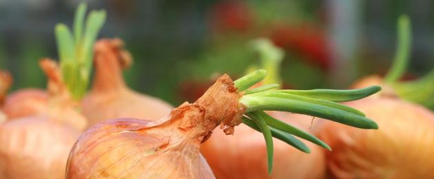 Výklad snov zelenej ruže Tsibul.  Prečo snívate o zelenom cibule: význam sna.  Neustále strácajte vlasy