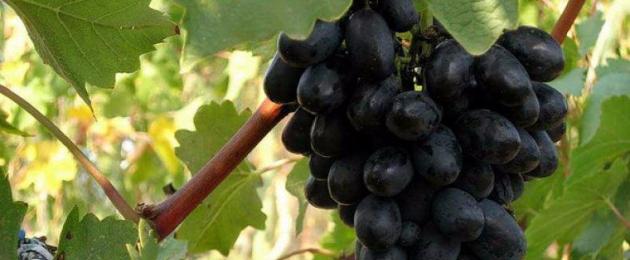 Вино с грозде у дома: проста рецепта.  Домашно вино с грозде - прости рецепти.  Технология за приготвяне на вино от грозде у дома. Рецепта за домашно вино от грозде.